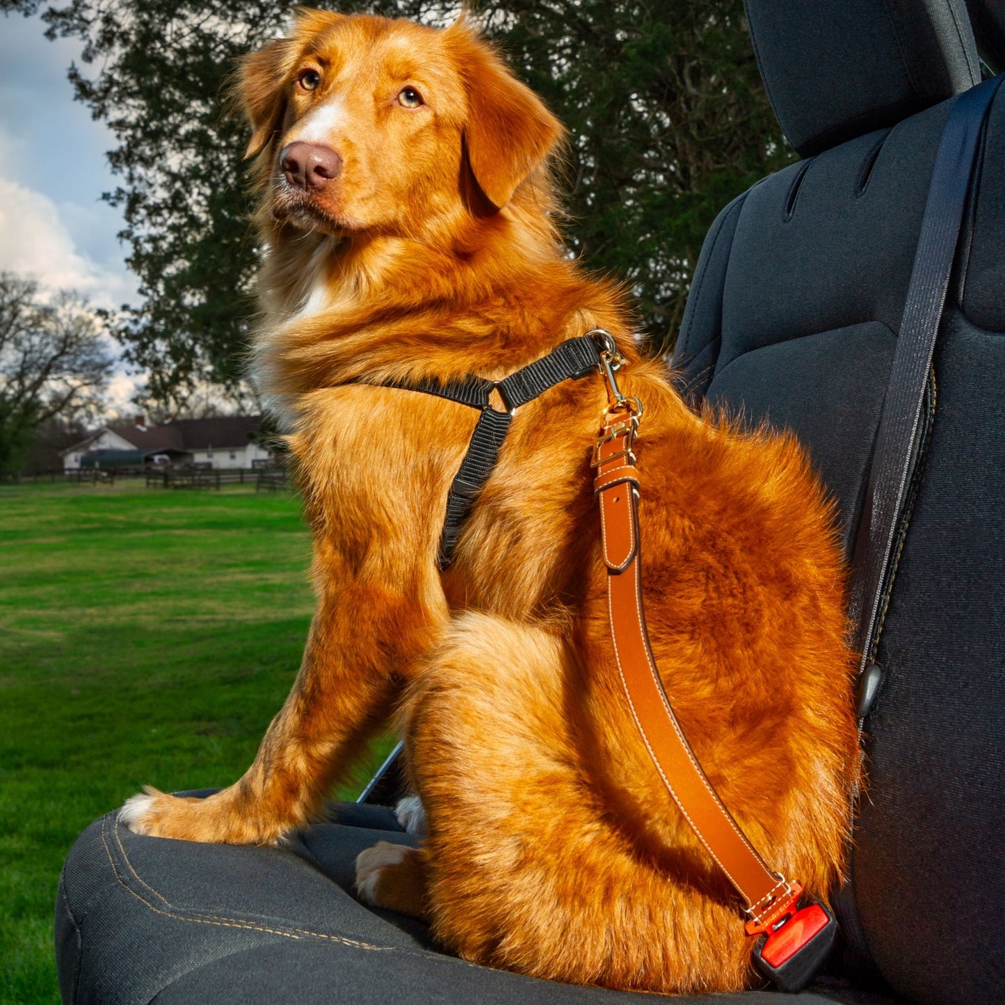 Leather Dog Seatbelt – Tan-Gold Finish