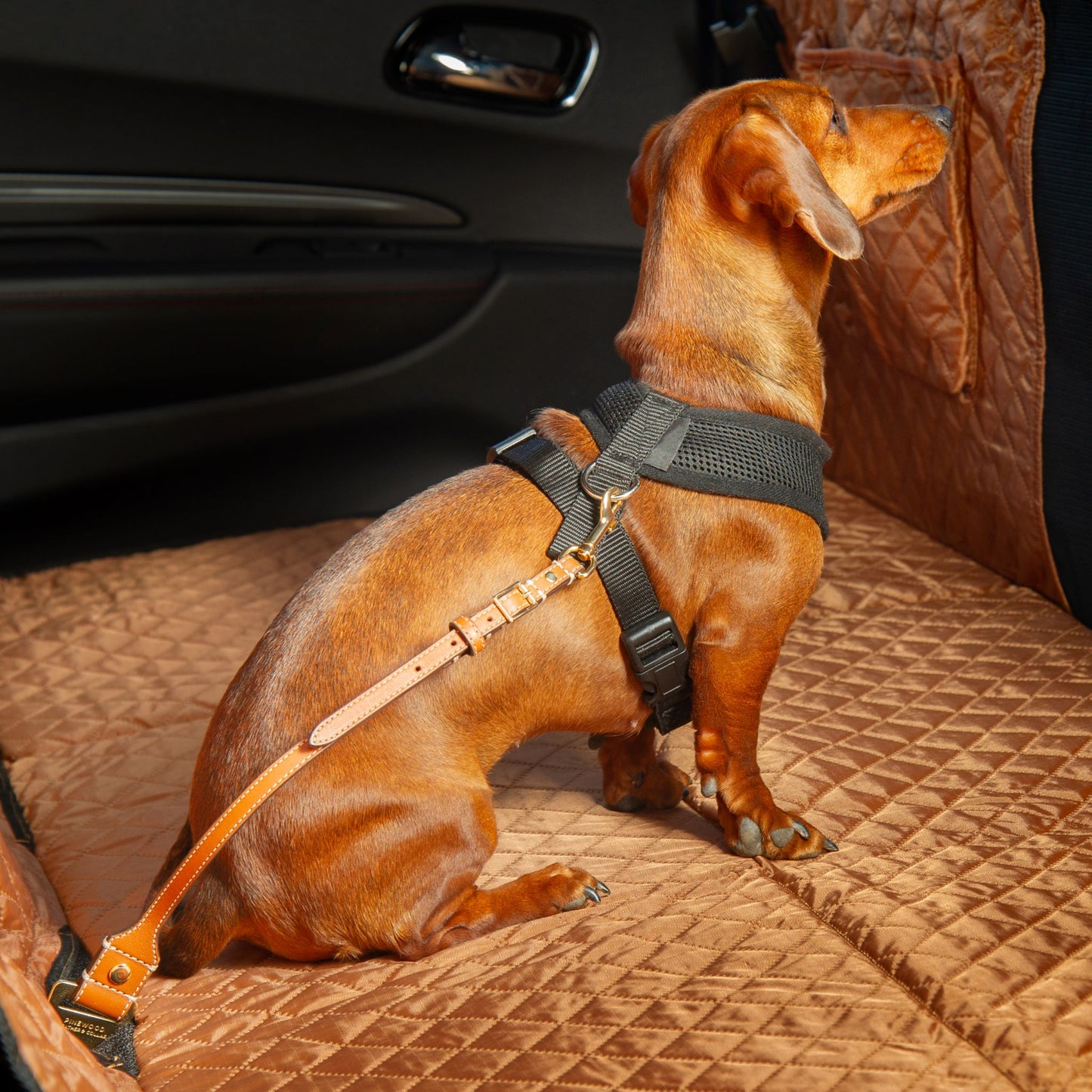 Tan Luxury Leather Dog Seatbelt Small on dog. Pinewood Leather