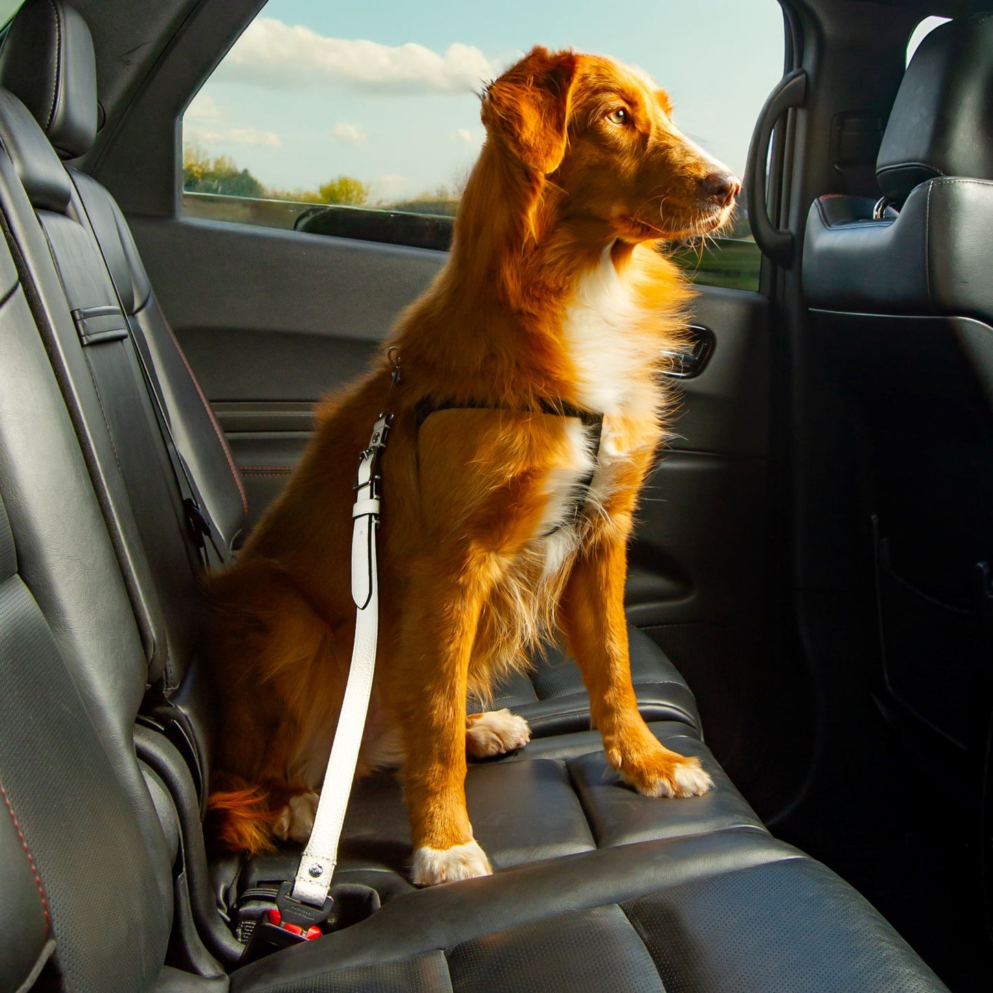 Leather Dog Seatbelt – Hint-of-Pink-Gold Finish