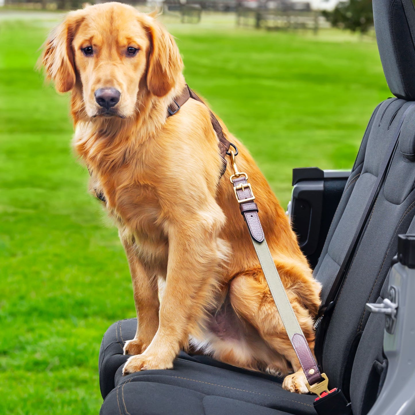 Bison leather dog seatbelt tether with Green Canvas and Gold hardware on a dog. Pinewood Leather & Collar