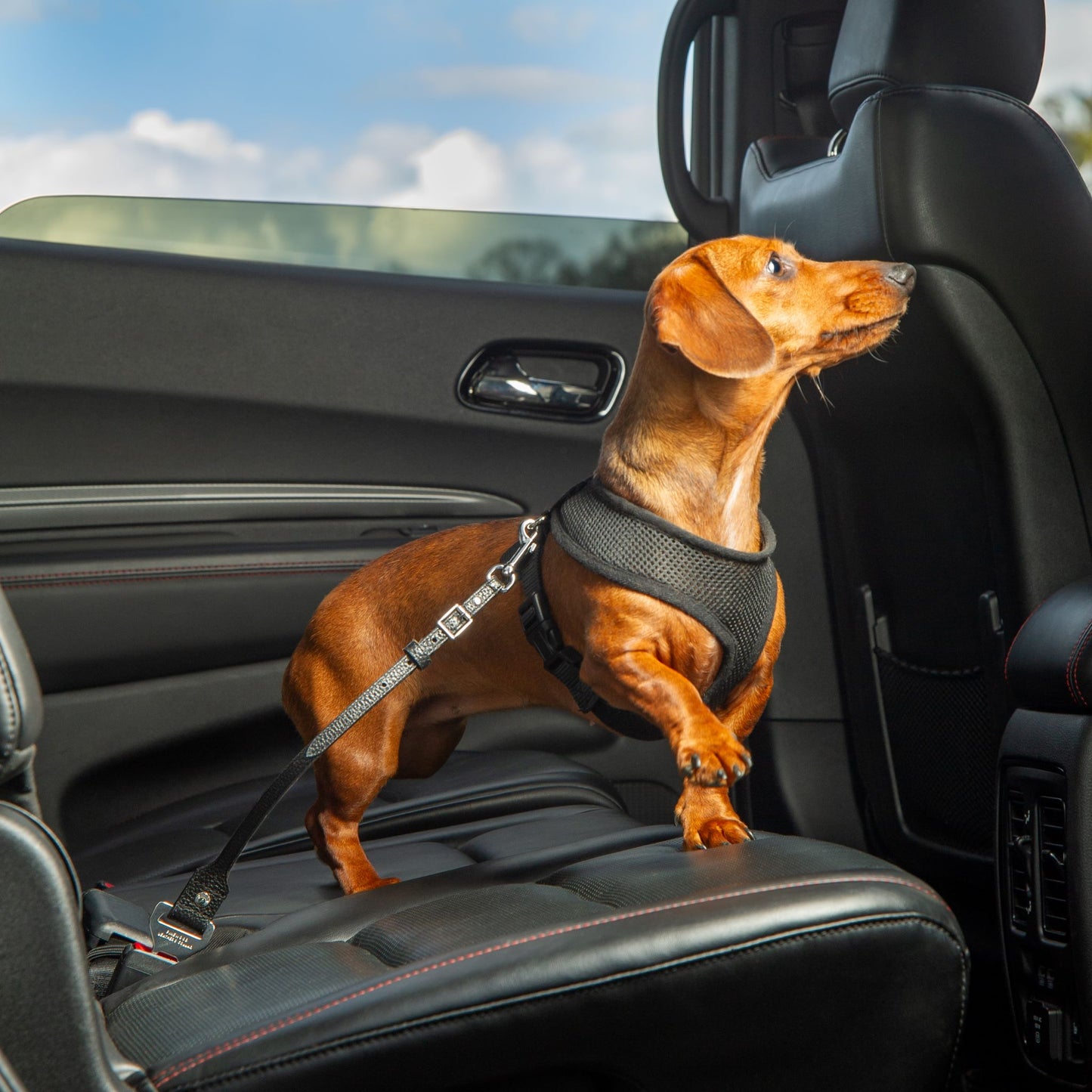 Leather Dog Seatbelt – Black-Silver Finish