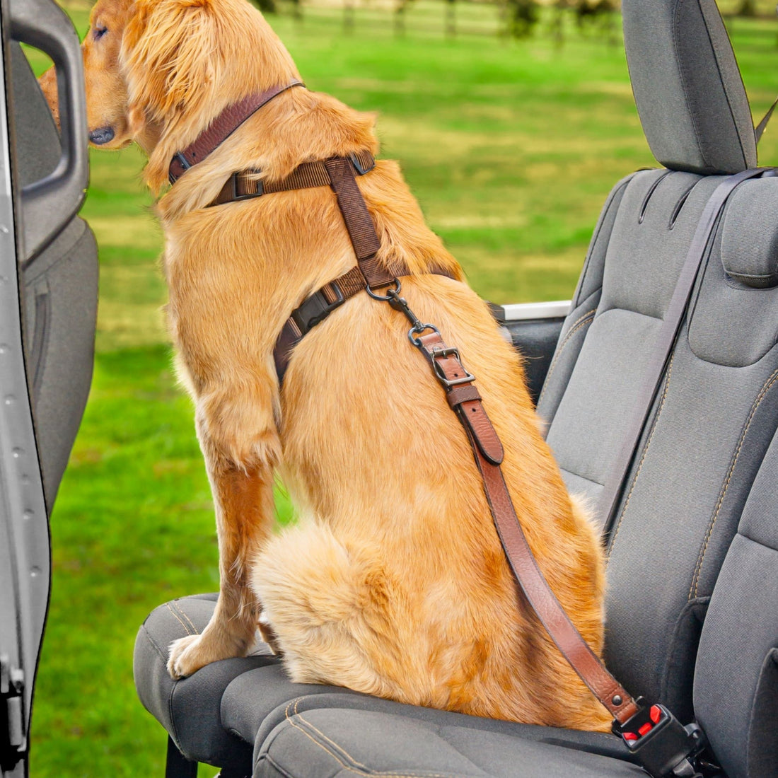 Why Leather Dog Seatbelts Are Better Than Nylon: Beautiful, Calming, and Built to Belong