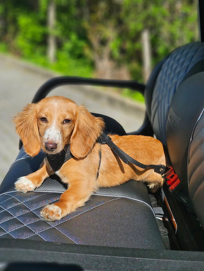 Leather Dog Seatbelt – Black-Silver Finish
