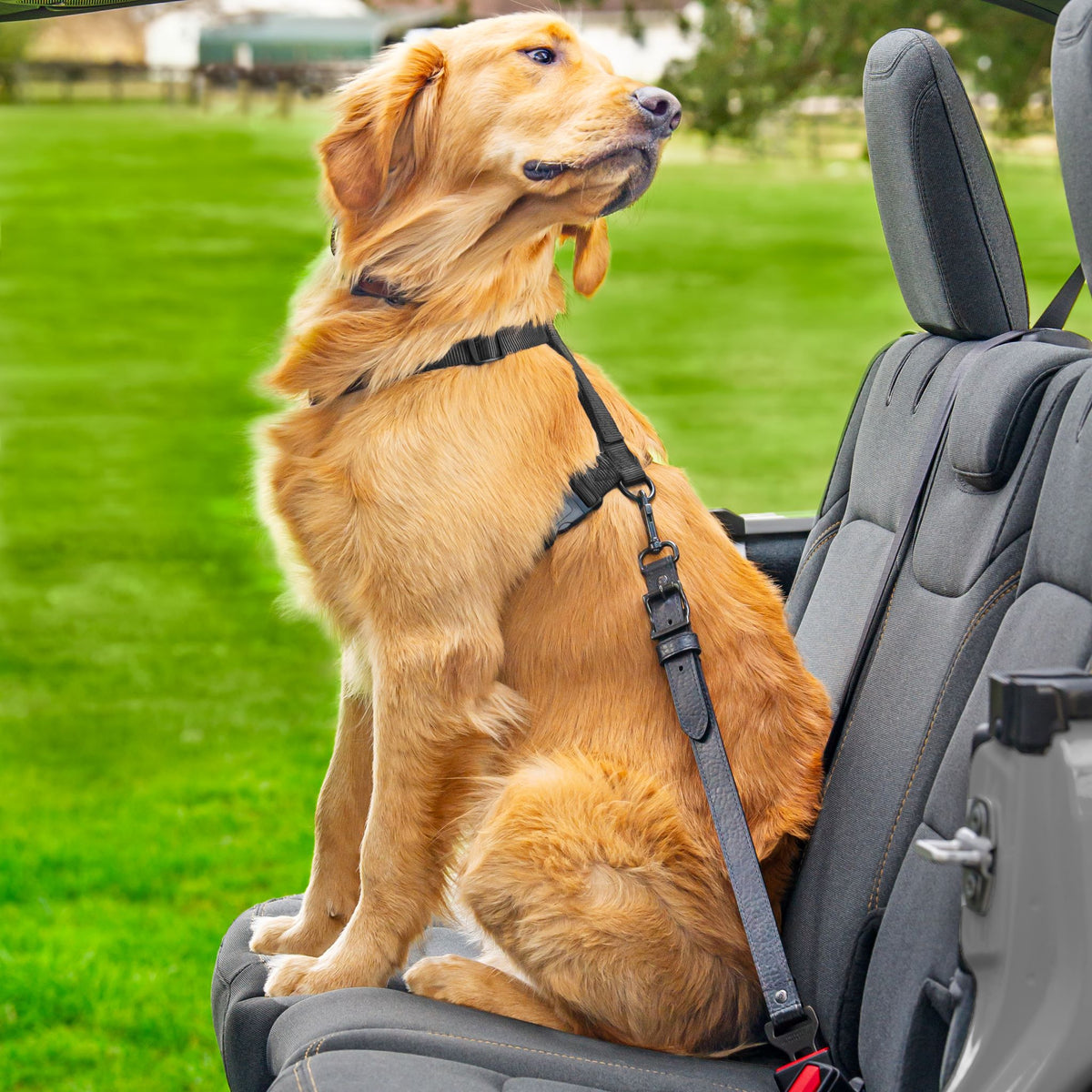Leather Dog Seatbelt – Black-Gold Finish