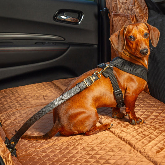 Leather Dog Seatbelt – Black-Gold Finish