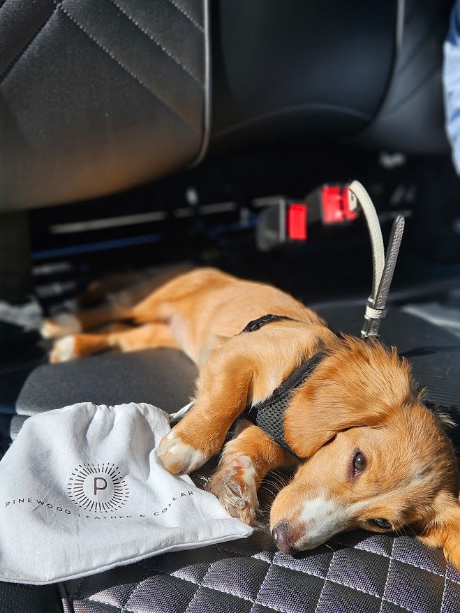 Leather Dog Seatbelt – White-Silver Finish