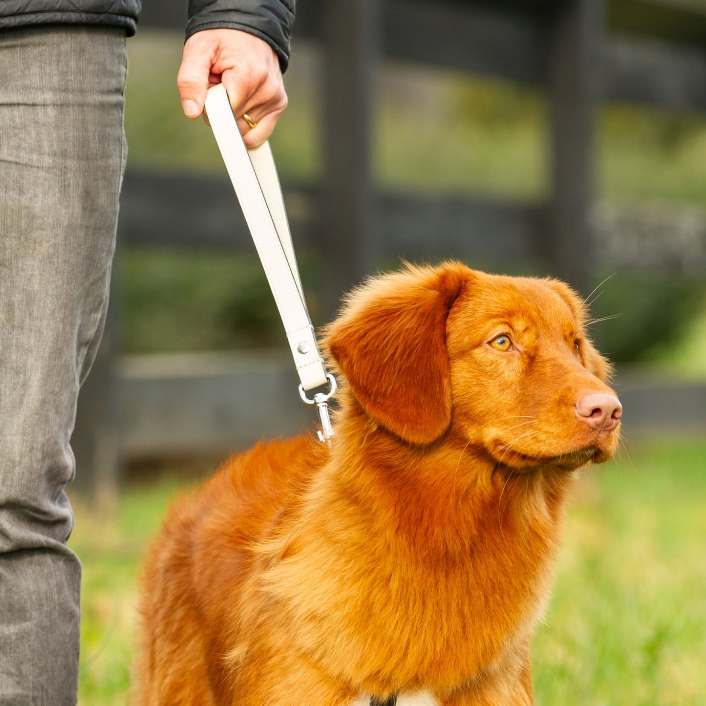 Collins Dog Loop Seatbelt Tether & Short Leash- Tan Leather- Gold Finish