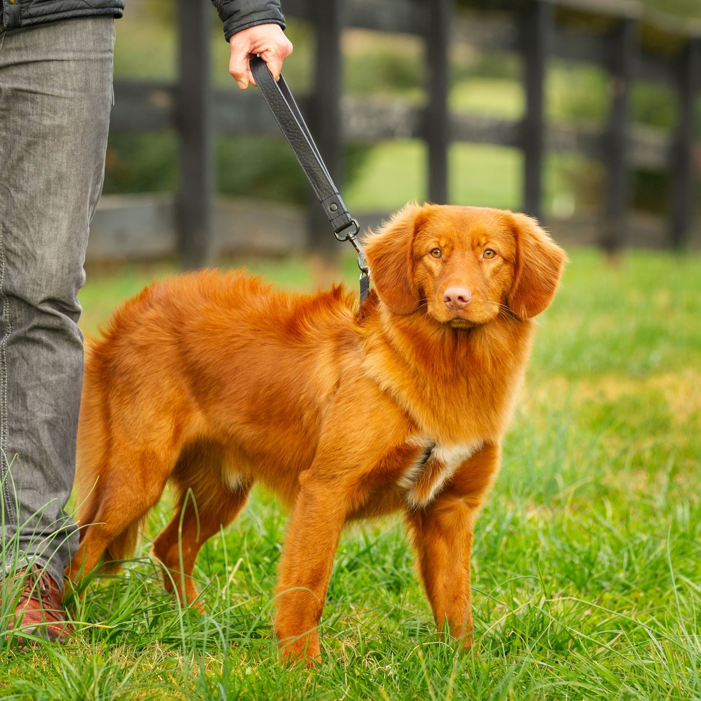 Collins Dog Loop Seatbelt Tether & Short Leash- Tan Leather- Gold Finish
