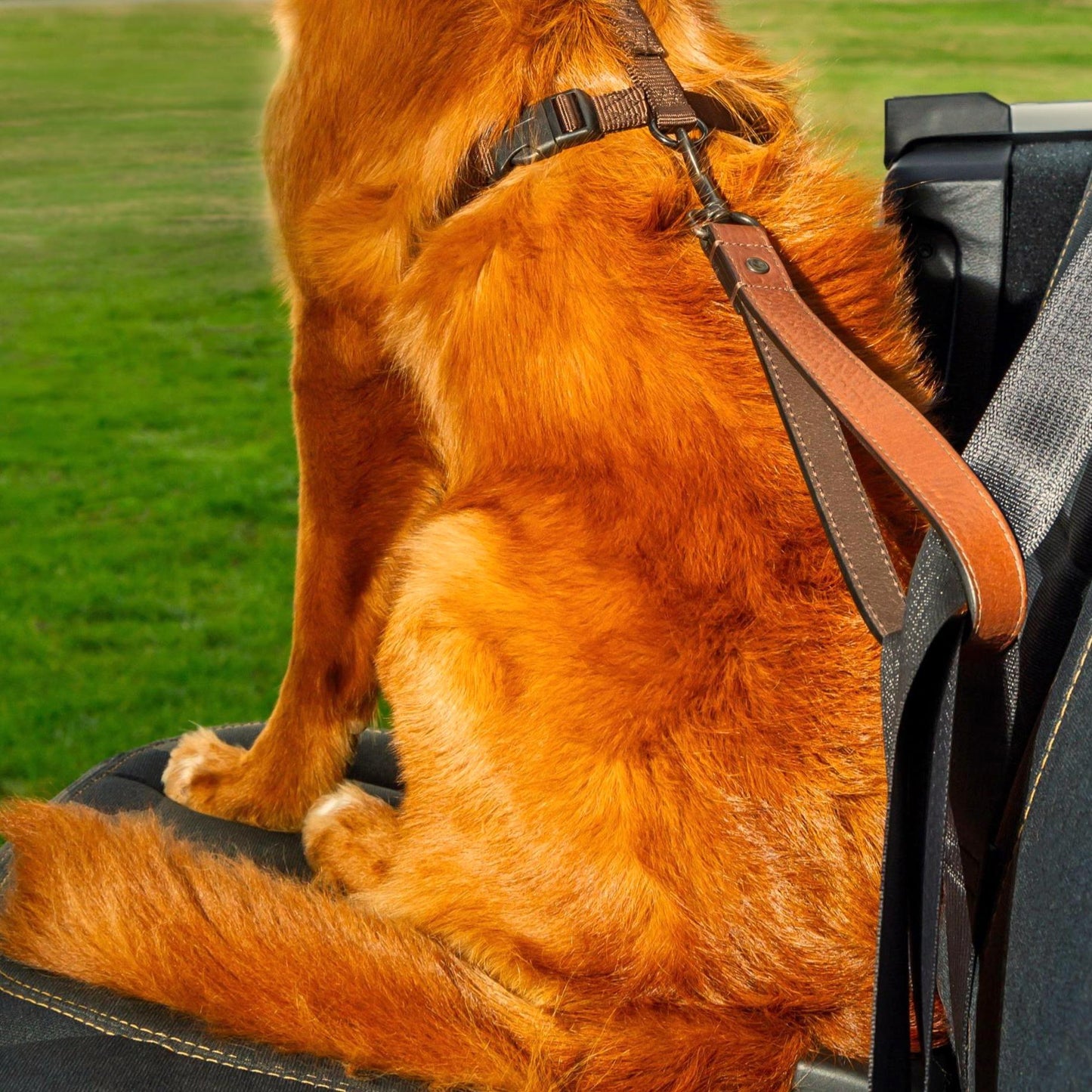 Collins Dog Loop Seatbelt Tether & Short Leash- Tan Leather- Gold Finish