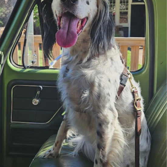 Fun Clip Dog in Video Dog in old truck with Pinewood Leather Dog Seatbelt