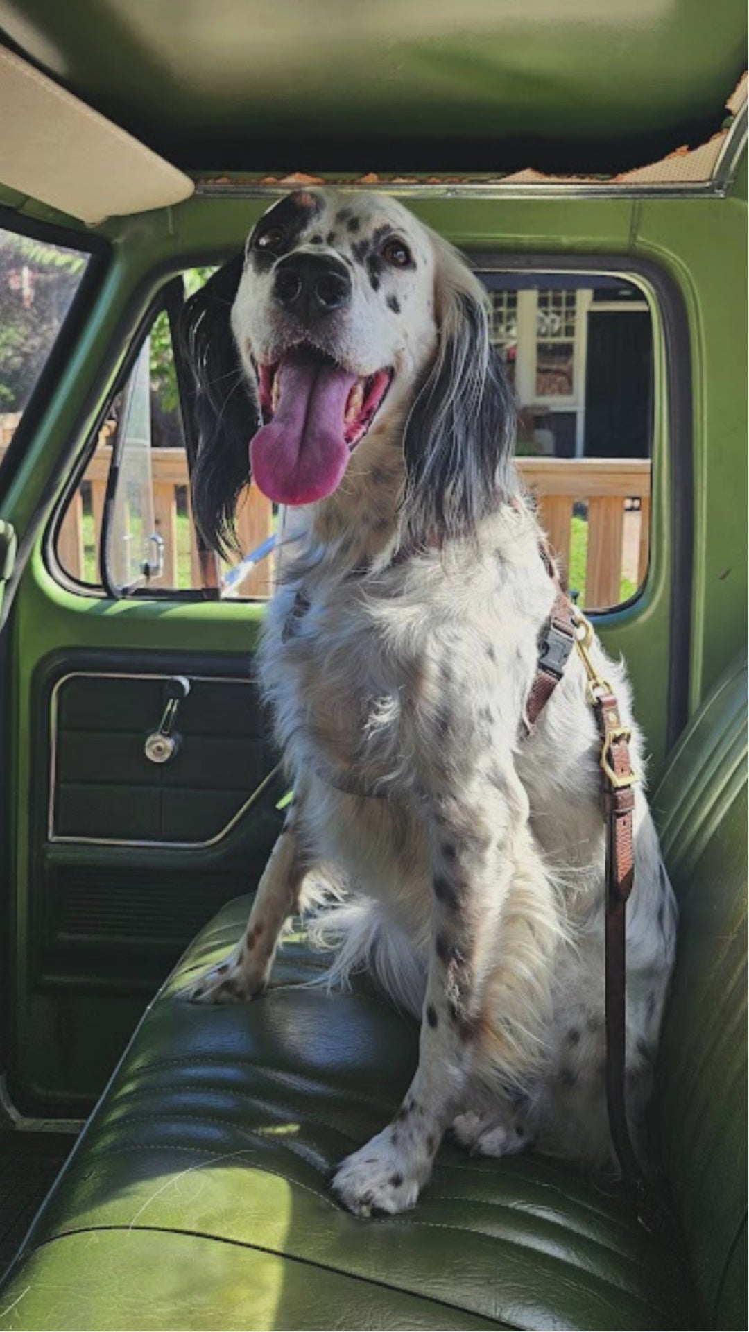 Fun Clip Dog in Video Dog in old truck with Pinewood Leather Dog Seatbelt